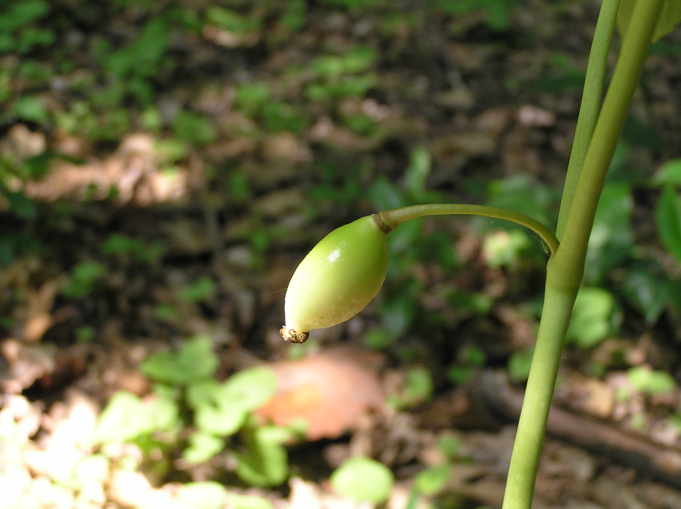 Native Trees of Indiana River Walk